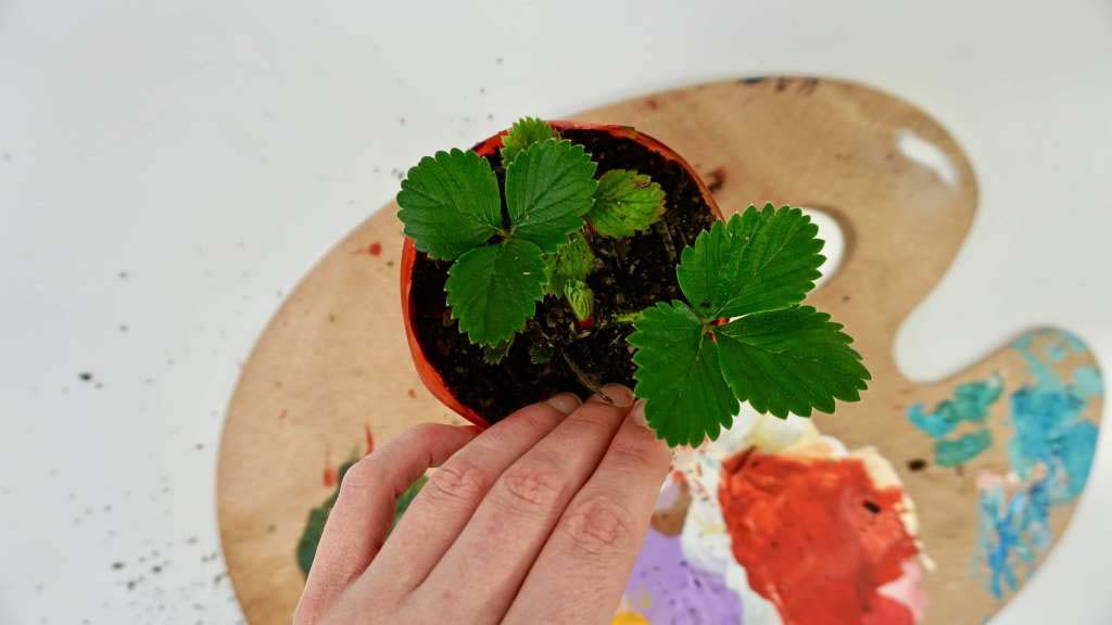 A pot plant above a paint palette. A pot plant above a paint palette.