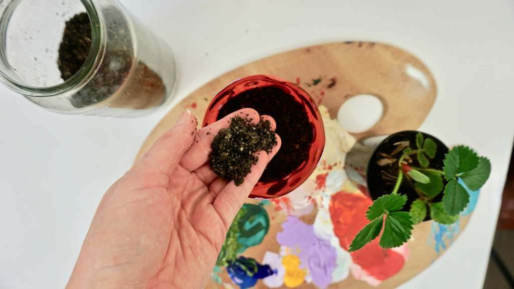 A pot plant with a hand holding some dirt above it. A pot plant with a hand holding some dirt above it.