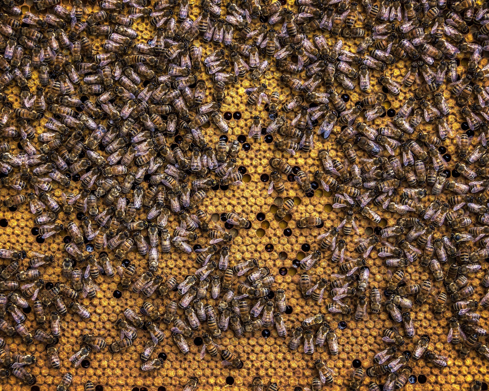 Bee swarming in a hive Bee swarming in a hive