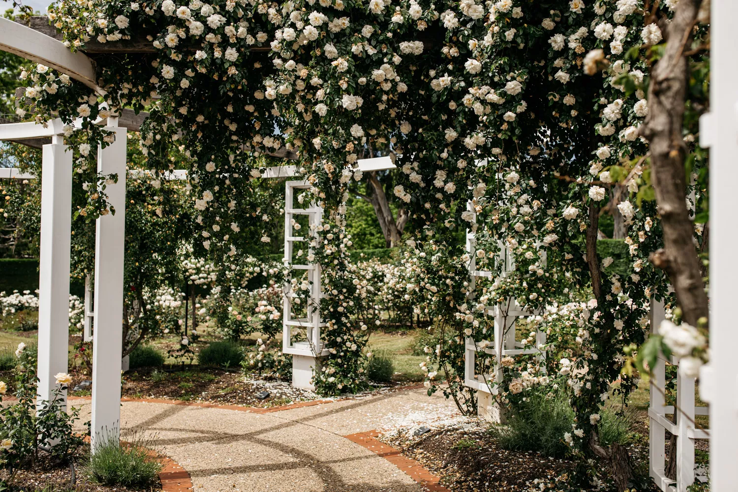 The corner of a pergola with white timber covered in trails of white flowers. The corner of a pergola with white timber covered in trails of white flowers.
