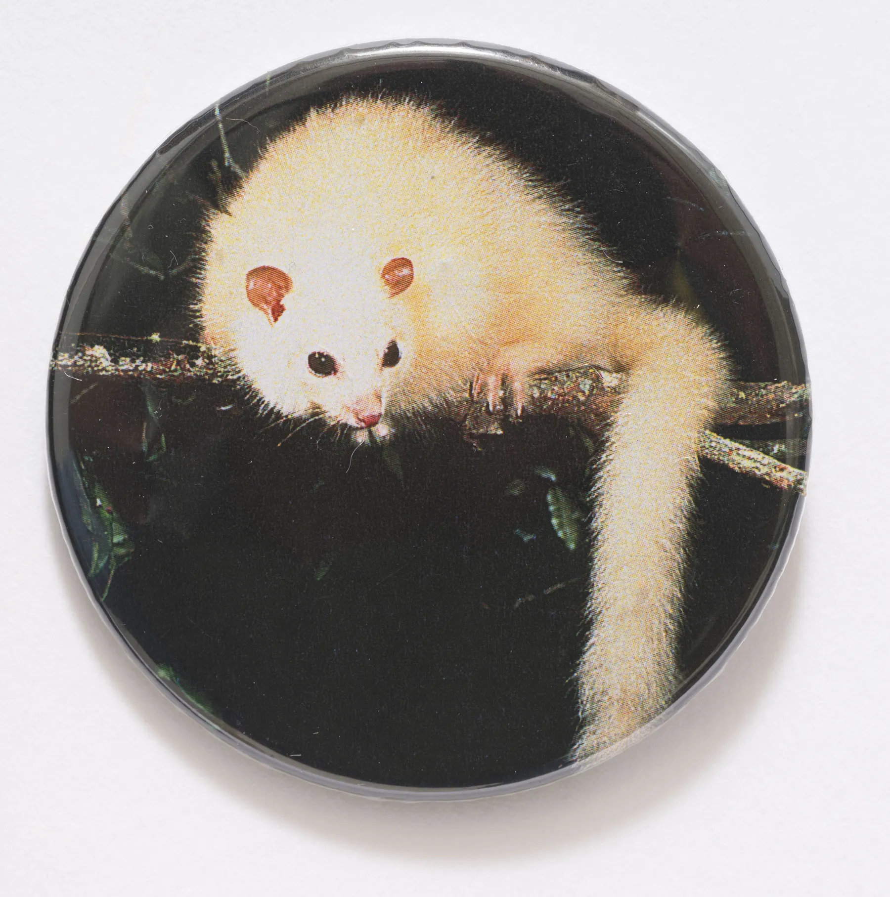 A badge with a picture of a white possum sitting on branch against a black background. A badge with a picture of a white possum sitting on branch against a black background.