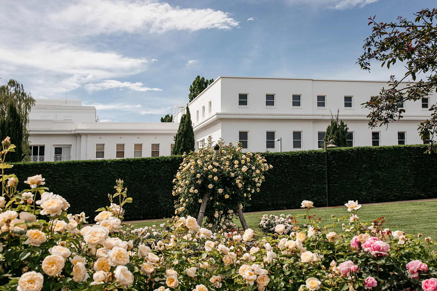 Rose bushes in Old Parliament House Gardens. In the background is a line of hedge, with the building itself behind it. Rose bushes in Old Parliament House Gardens. In the background is a line of hedge, with the building itself behind it.