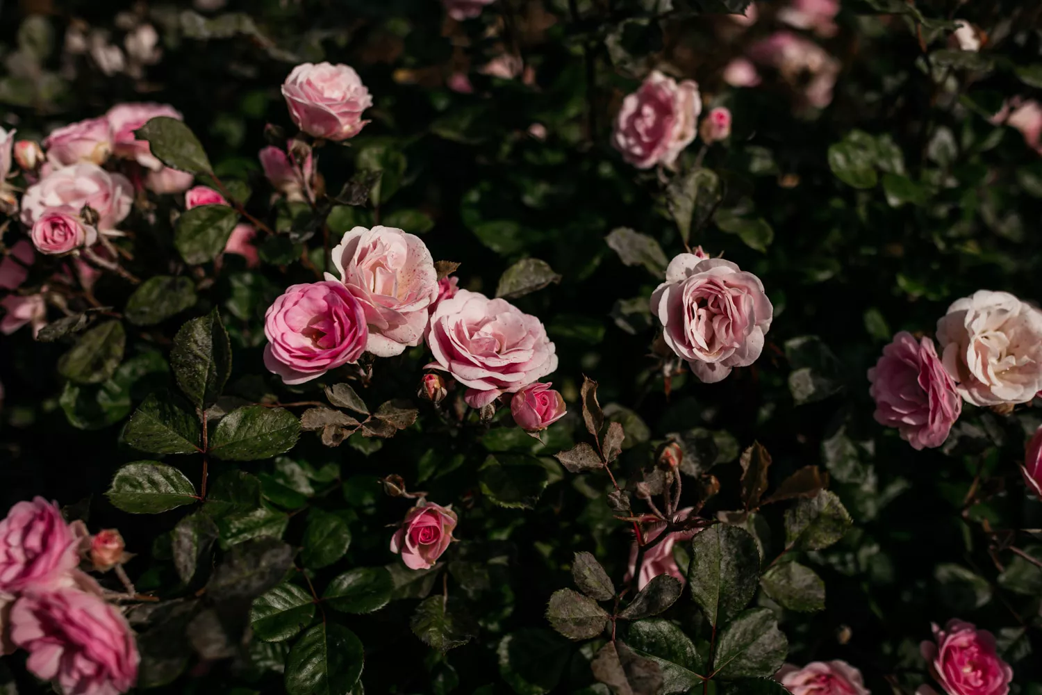 A close up of lots of pink roses in a garden. A close up of lots of pink roses in a garden.